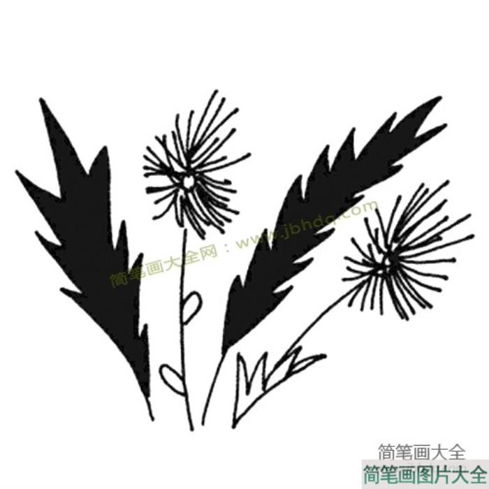 美丽的小花简笔画图片