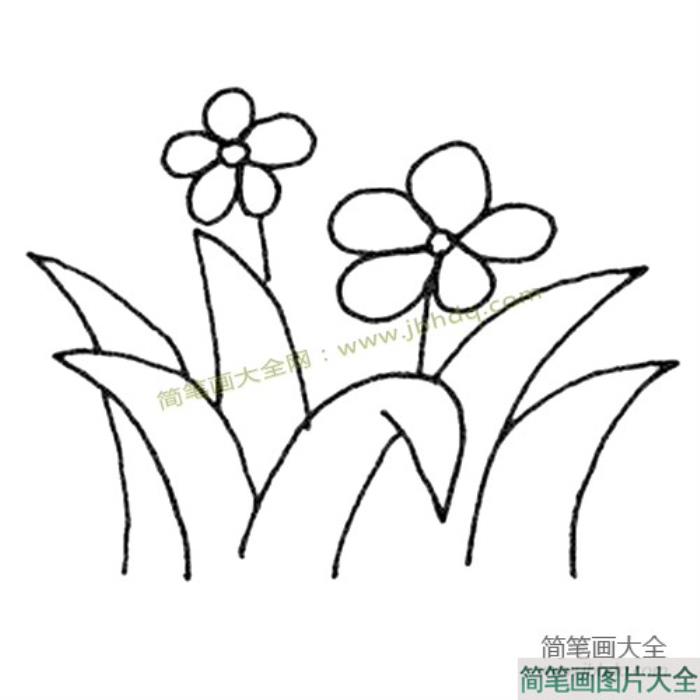 美丽的小花简笔画图片  第3张