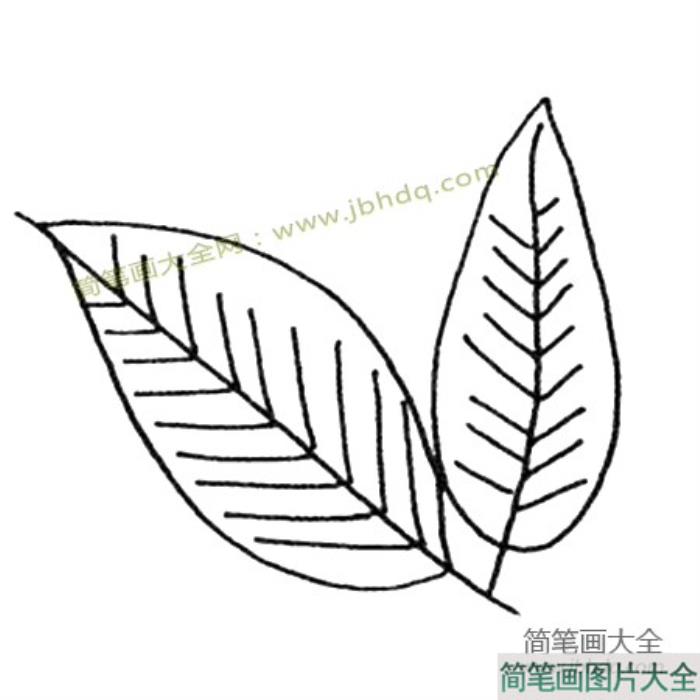 简单的植物简笔画_树叶简笔画图片  第2张