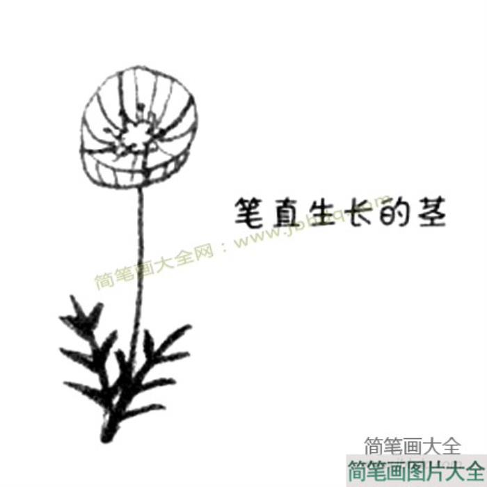 罂粟简笔画教程  第3张