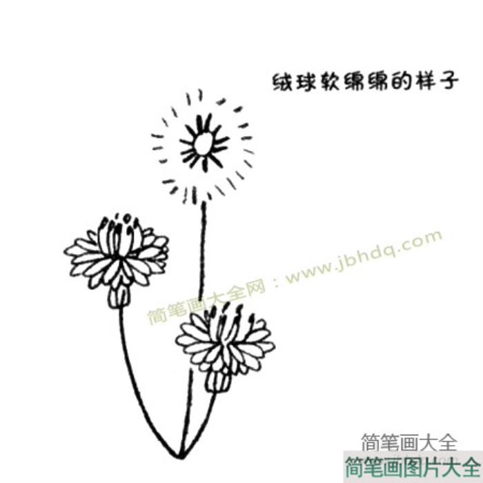 蒲公英简笔画教程  第2张