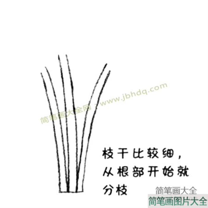 丁香花简笔画教程  第1张