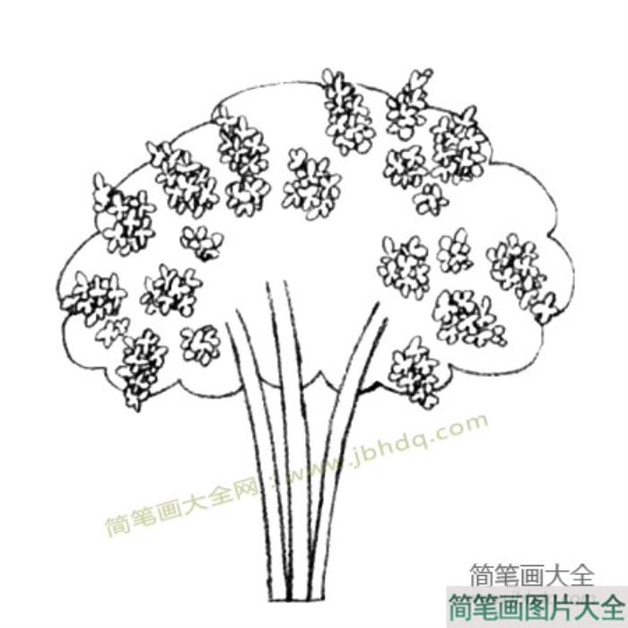 丁香花简笔画教程  第3张