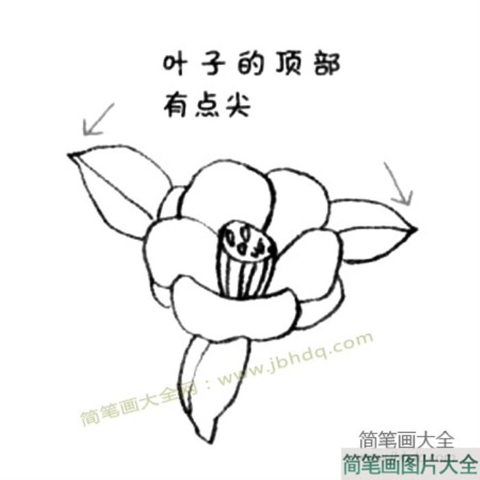 山茶花简笔画教程  第3张