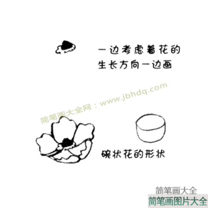 银莲花简笔画教程