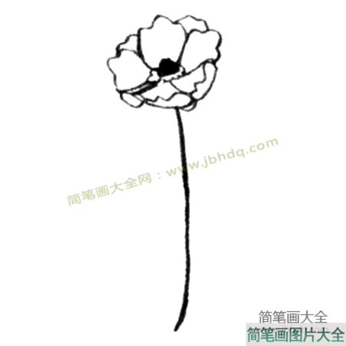 银莲花简笔画教程  第2张