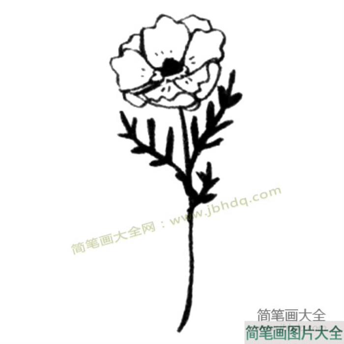 银莲花简笔画教程  第3张