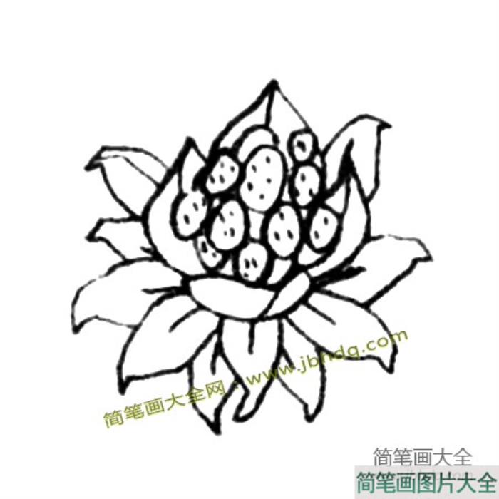 款冬花简笔画教程  第3张