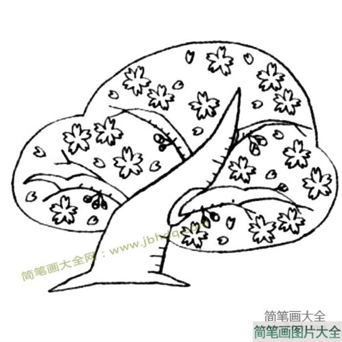 盛开的樱花树简笔画教程  第3张