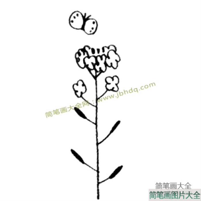 油菜花简笔画教程  第3张