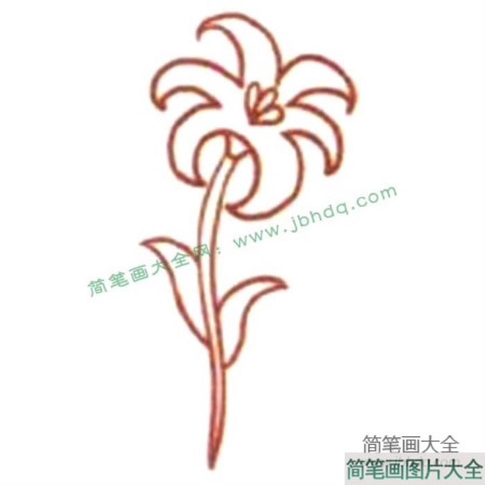 Q版波斯菊简笔画教程  第3张