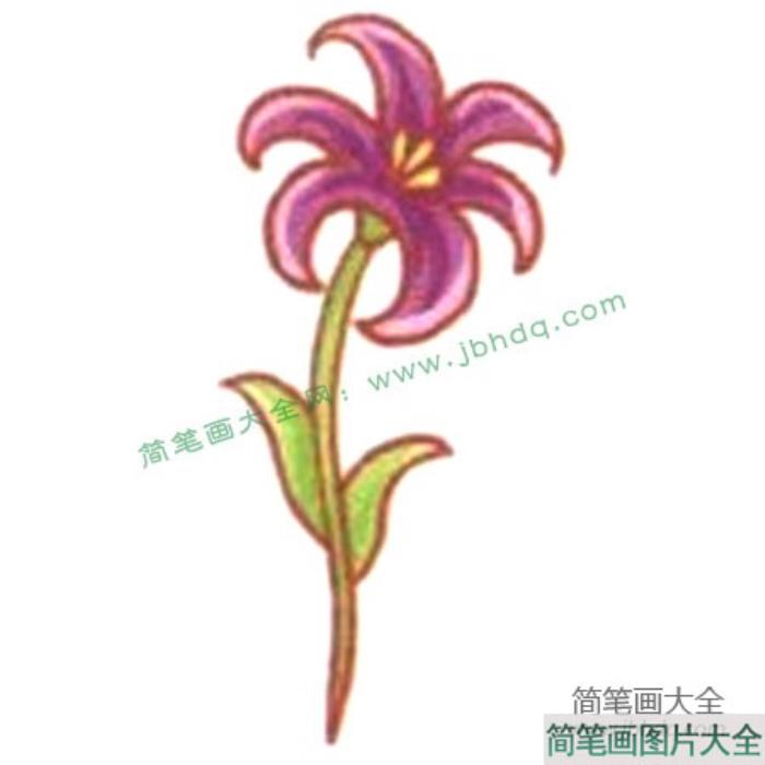 Q版波斯菊简笔画教程  第4张