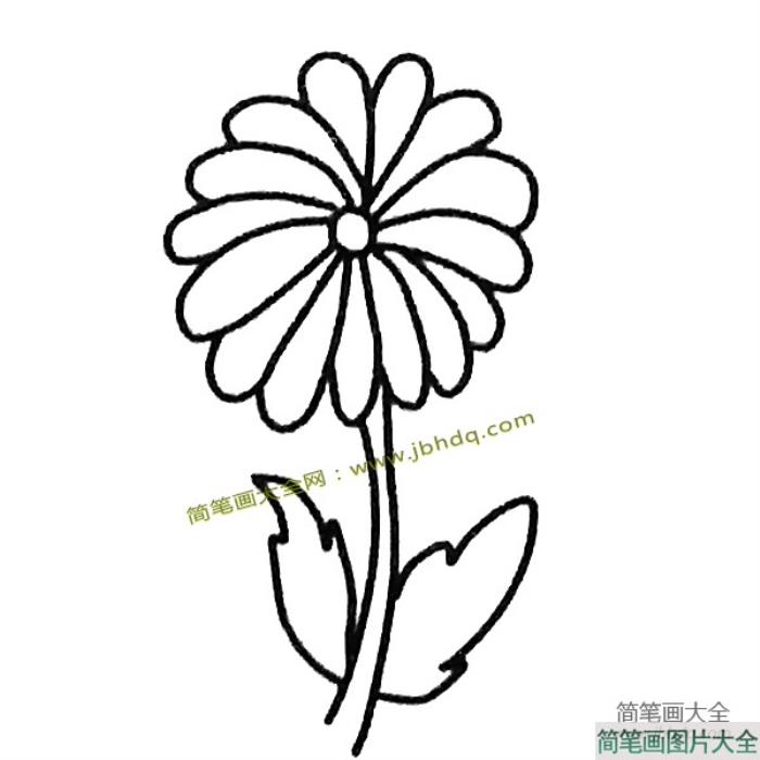 一组菊花的简笔画图片