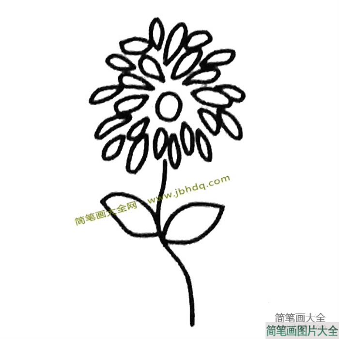 一组菊花的简笔画图片  第5张