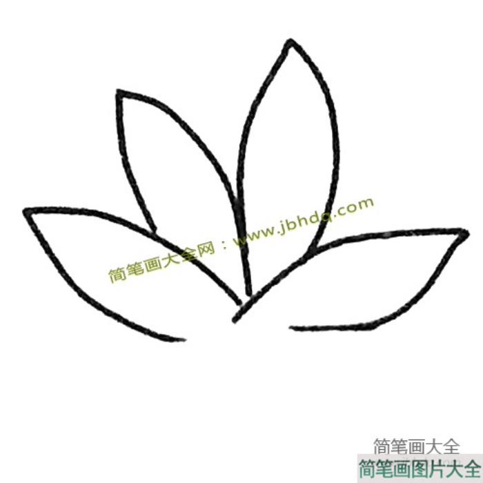 简单的多肉植物简笔画教程  第3张