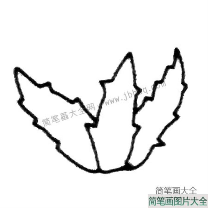 芦荟简笔画大全及画法步骤  第3张