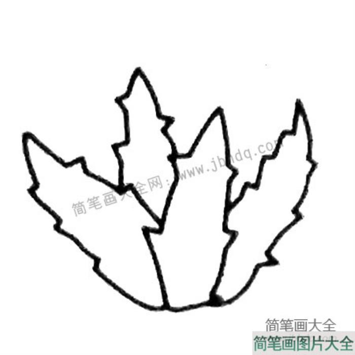 芦荟简笔画大全及画法步骤  第4张