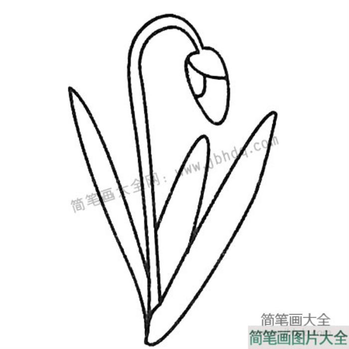 兰花简笔画大全及画法步骤  第3张