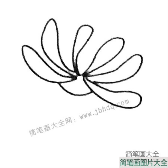 菊花简笔画大全及画法步骤  第2张