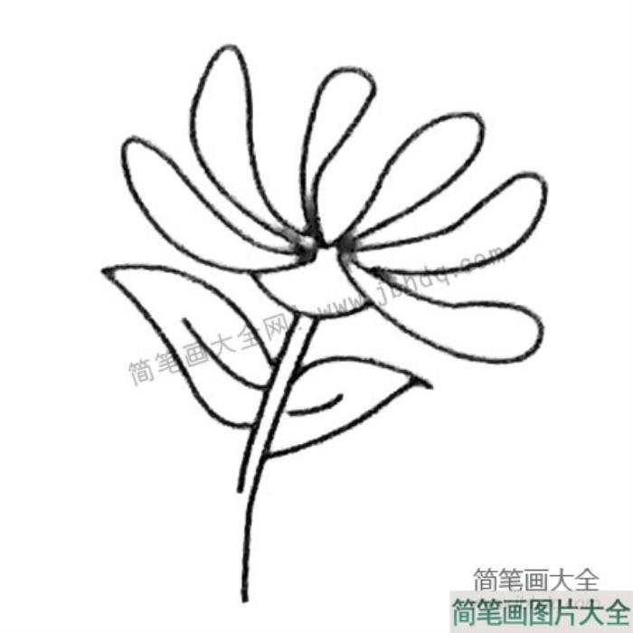 菊花简笔画大全及画法步骤  第3张