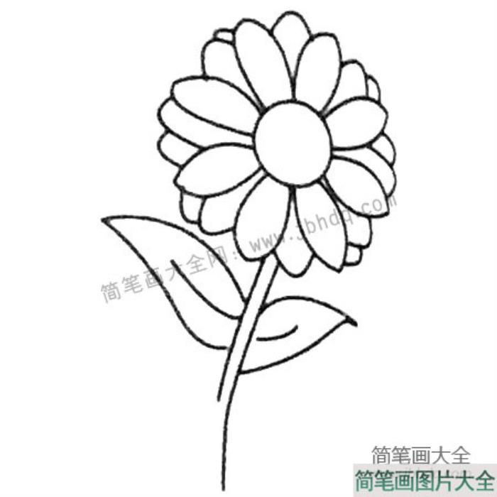 菊花简笔画大全及画法步骤  第4张