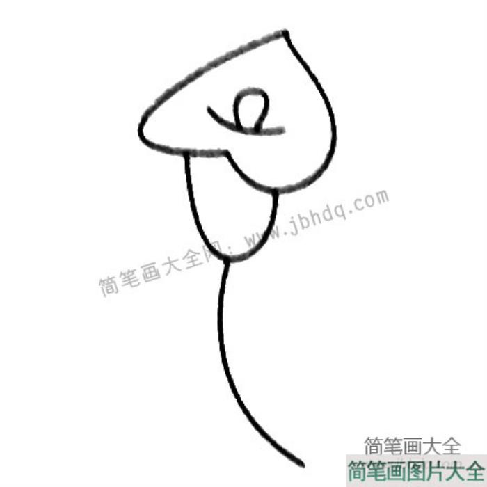 马蹄莲简笔画大全及画法步骤  第3张