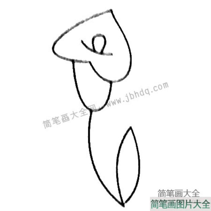 马蹄莲简笔画大全及画法步骤  第4张