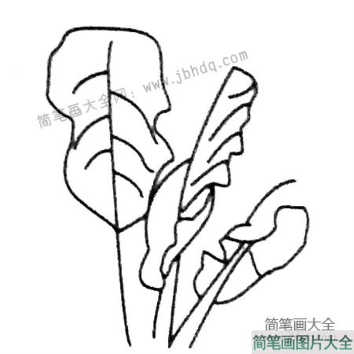 芭蕉树树叶简笔画图片大全  第3张