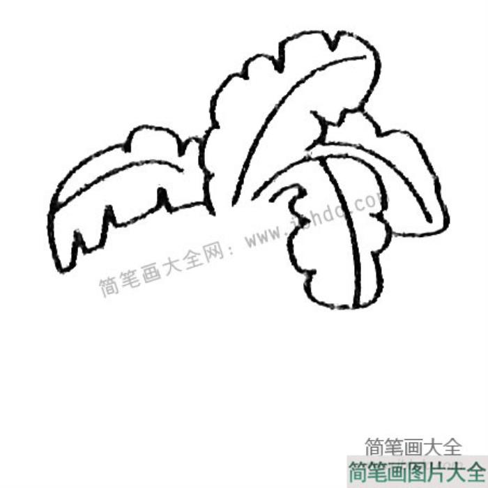 芭蕉树简笔画大全及画法步骤  第3张