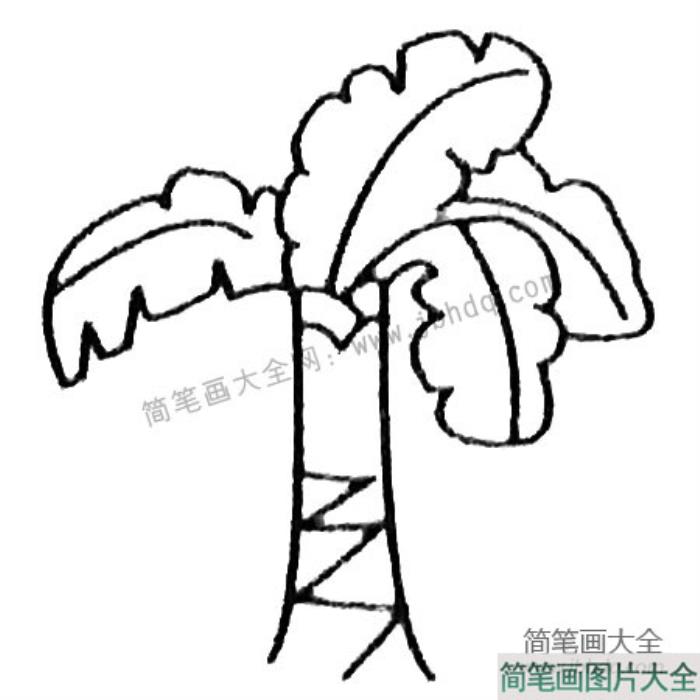 芭蕉树简笔画大全及画法步骤  第4张