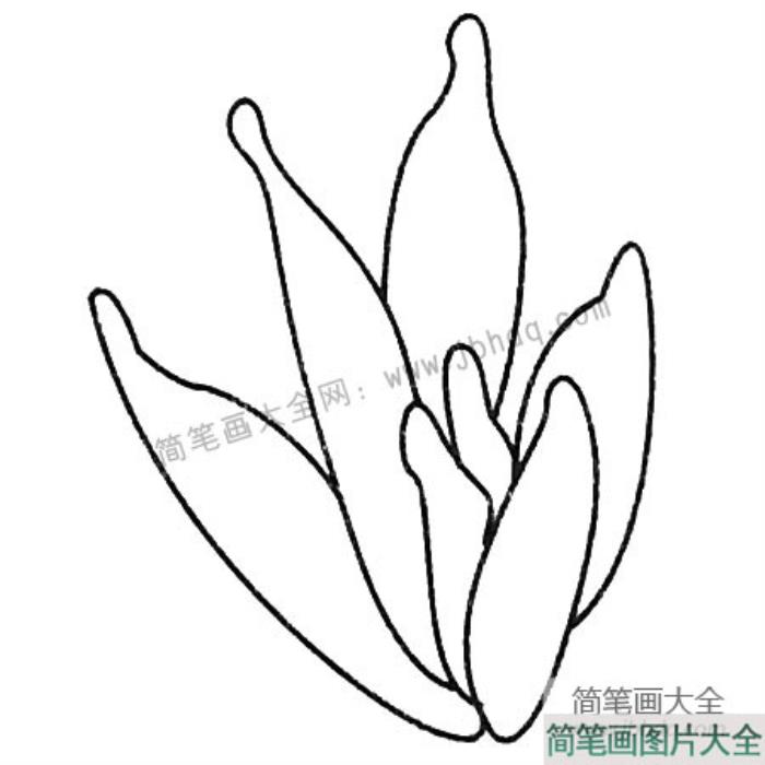 多肉植物简笔画图片大全  第4张