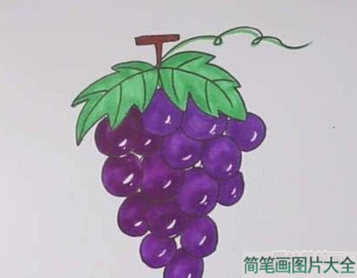 葡萄简笔画  第4张