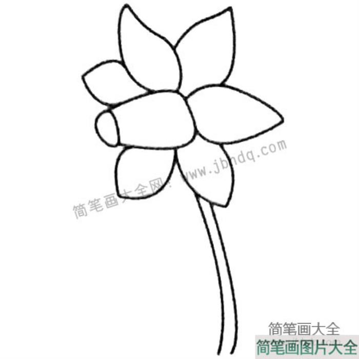 水仙花简笔画大全及画法步骤  第4张