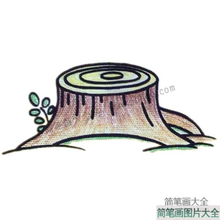 树桩简笔画教程  第5张