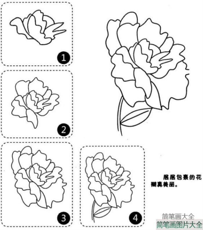 漂亮的牡丹花简笔画  第2张