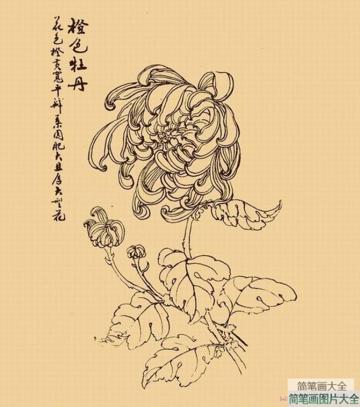 手绘牡丹花简笔画