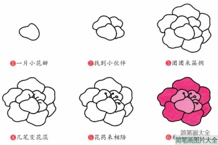 牡丹花的画法  第2张