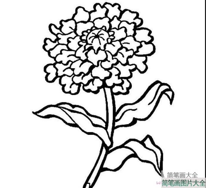 手绘漂亮的菊花简笔画图片