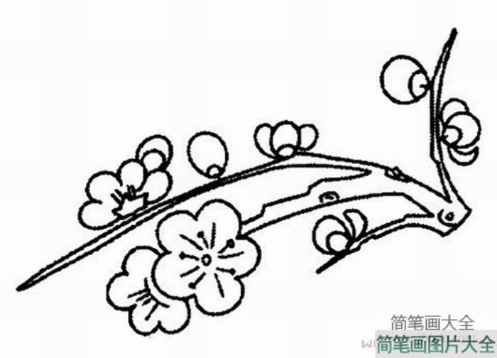 手绘梅花简笔画  第2张