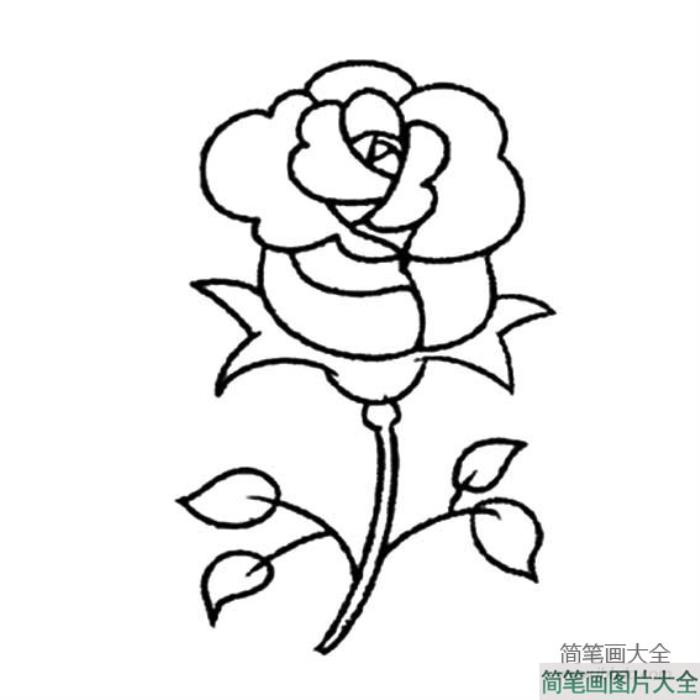 玫瑰花简笔画步骤图解  第2张