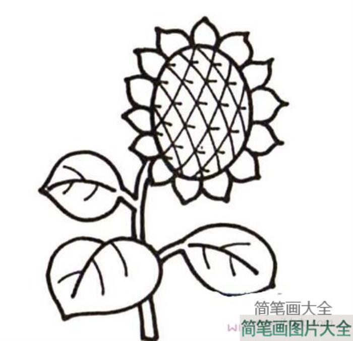 简单漂亮的向日葵简笔画