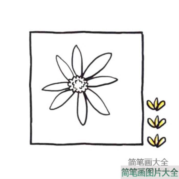 四步画出可爱简笔画_清火明目的菊花  第3张