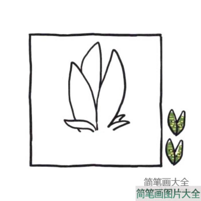 四步画出可爱简笔画_健壮的虎皮兰  第2张