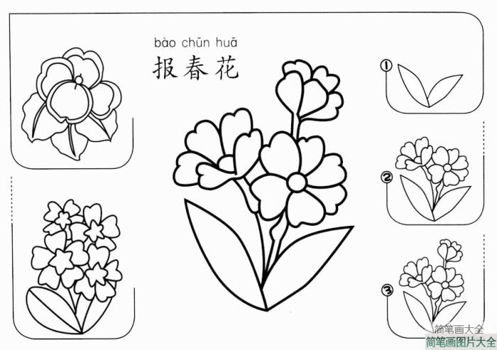 报春花怎么画  第1张