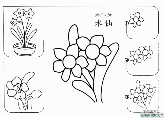 水仙怎么画