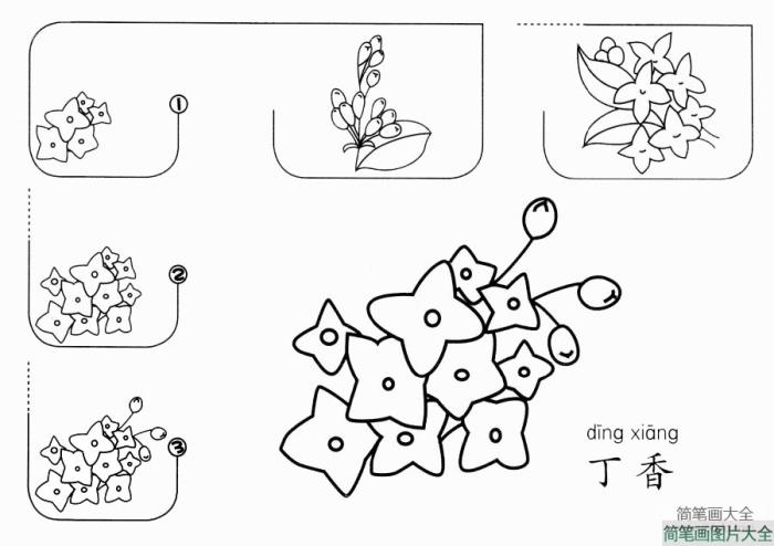 丁香怎么画