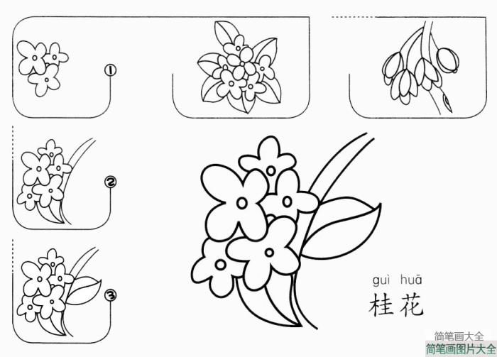 桂花怎么画