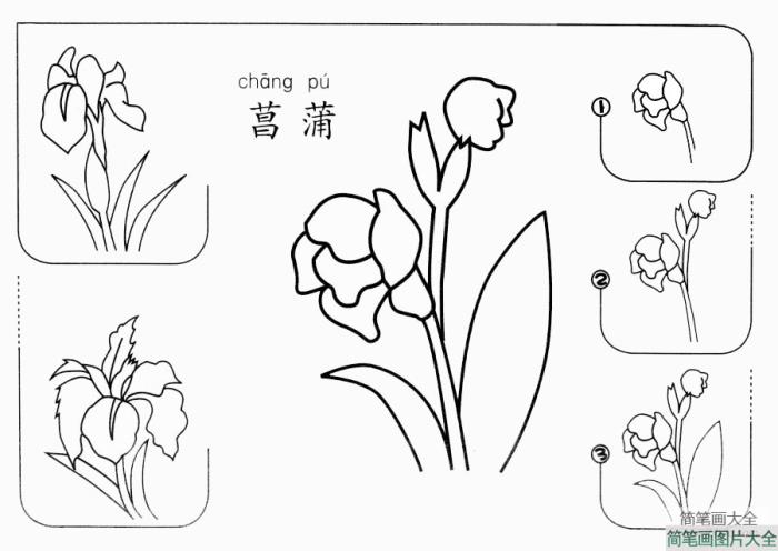 菖蒲怎么画  第1张