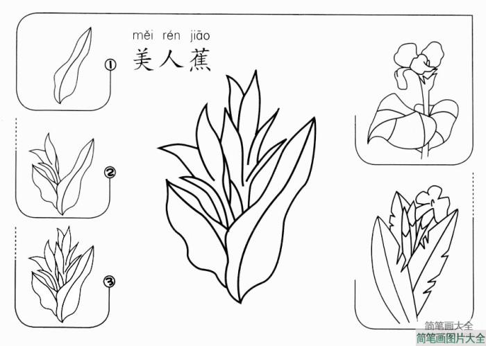 美人蕉怎么画  第1张