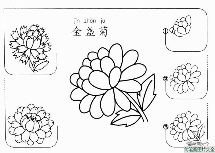 金盏菊怎么画